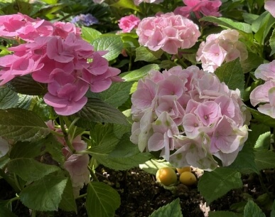 2024년 7월 여름 전국 수국 축제 일정