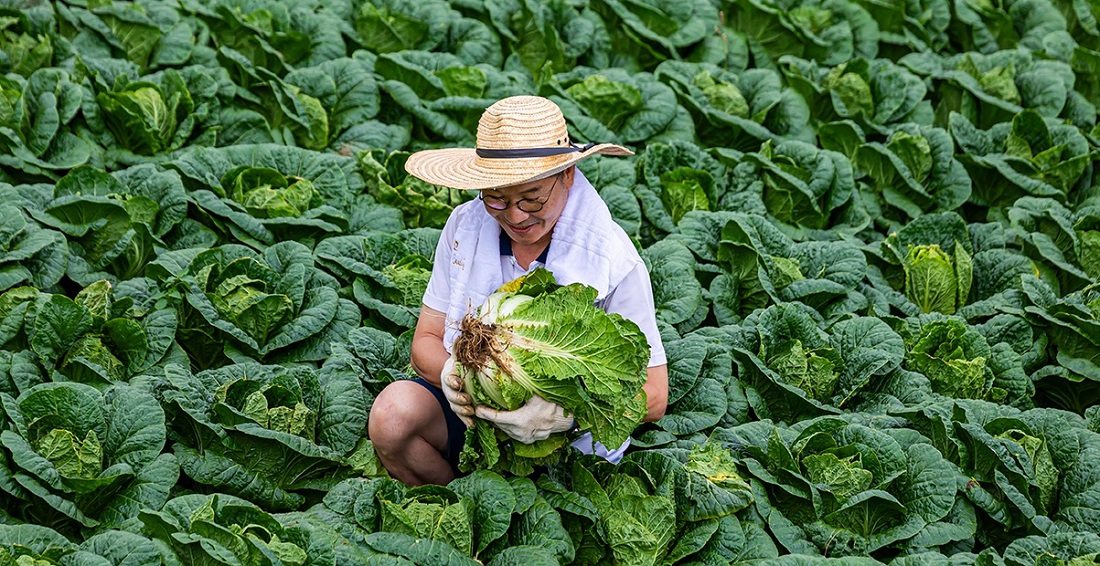 평창고랭지김장축제