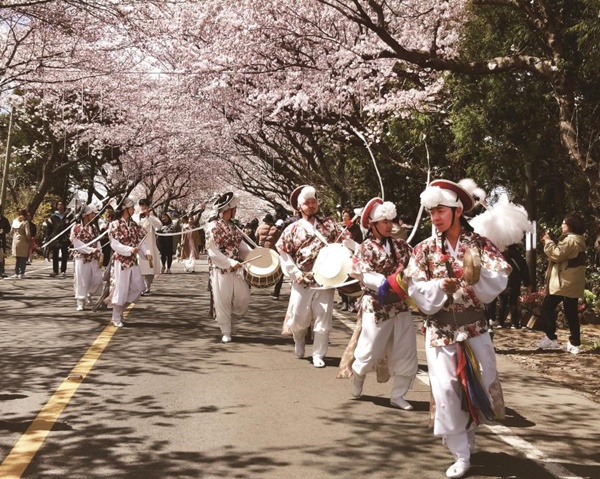 벚꽃 개화시기 축제
