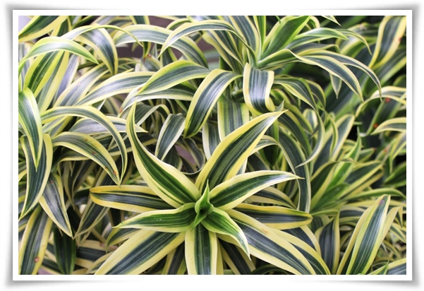 "실내 공기정화에 좋은 식물 Best 10" 공기정화 식물로 건강한 공간 만들기!