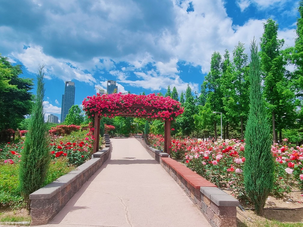 송도 해돋이공원 장미원: 시원한 그늘에서 장미보며 피크닉하기