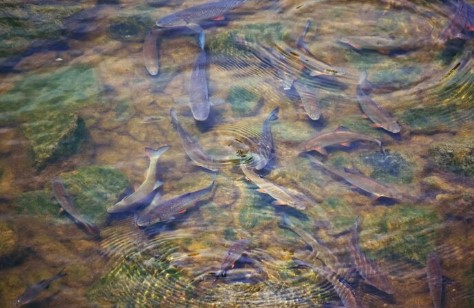 도시 속 작은 보물창고, 우리 동네 하천의 사계 – 살아있는 물속 생물들