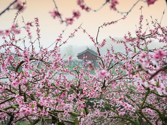 경기도 벚꽃