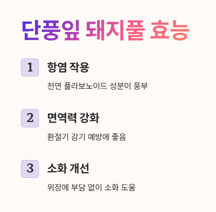 단풍잎 돼지풀 효능 1