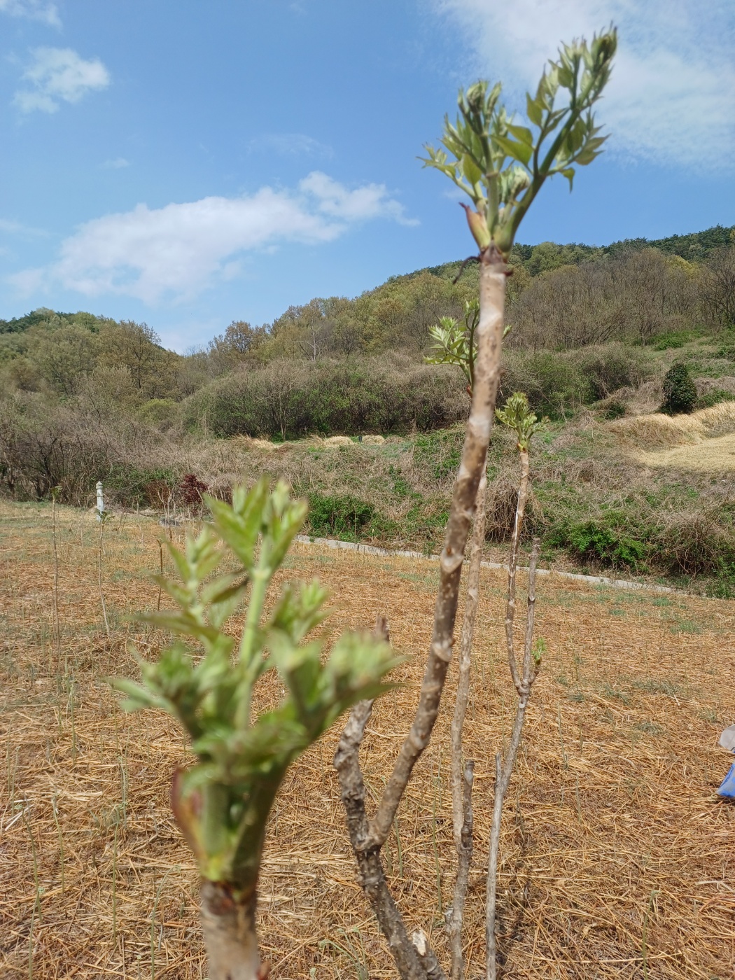 참두릅과 여름두릅 가격 알아보기