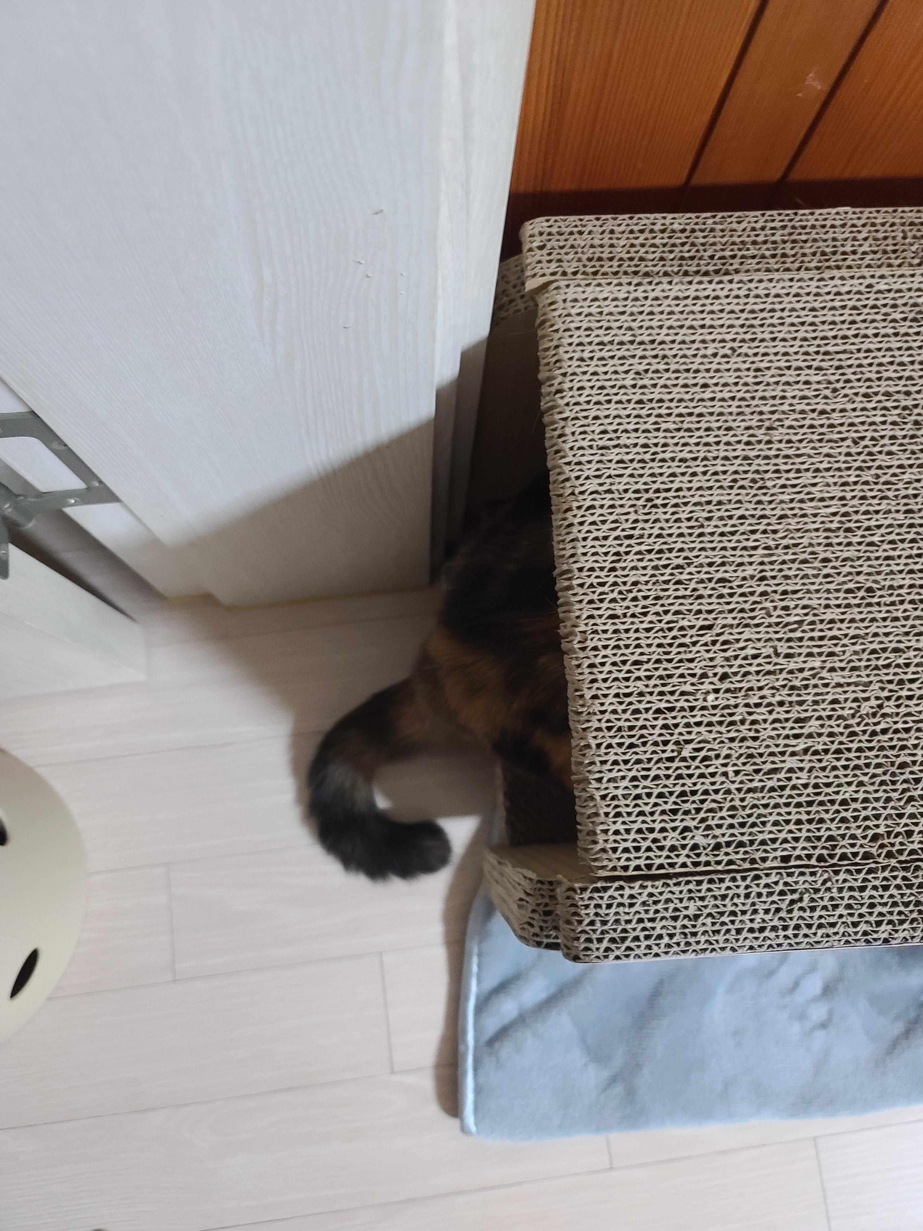 왜 이렇게 귀엽냥~!!(고양이 꼬리를 밟아버렸다!!)