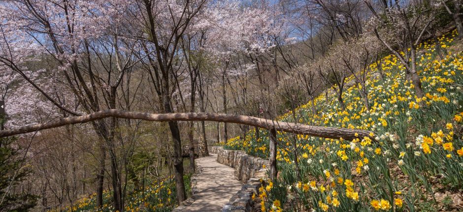 수선화 꽃 길