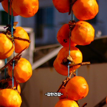 대봉감 곶감 만드는법