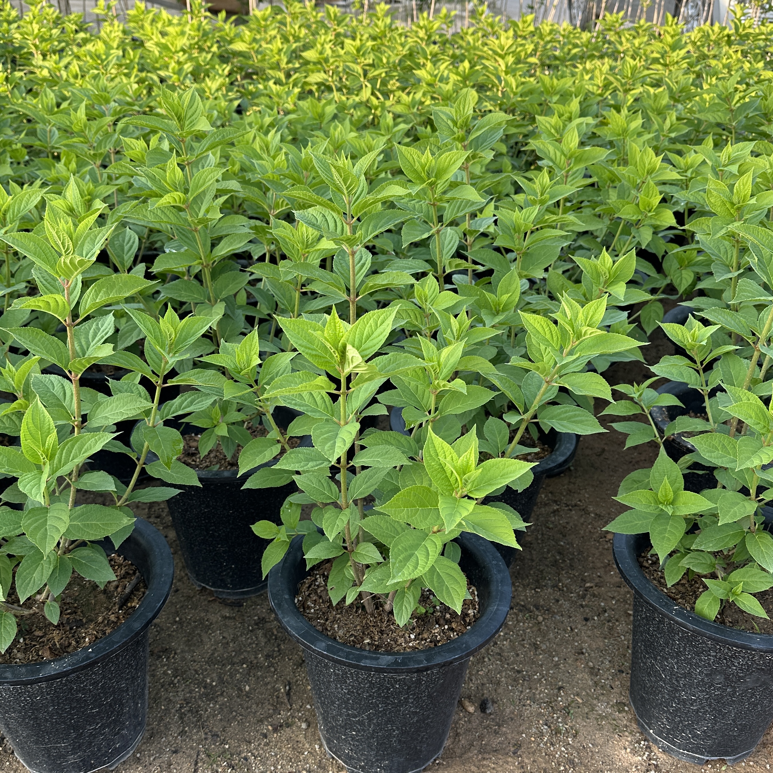 라임라이트 수국 키우기 목수국