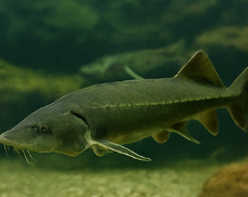 철갑상어 콘드로이친