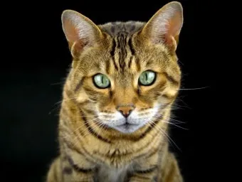 뱅갈고양이 유전병 털빠짐 무늬 수명 가격_3