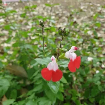 세이지 재배 삽목 번식 배수성 좋은 흙 가지치기_3