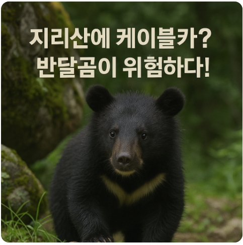 지리산 반달가슴곰과 산양의 마지막 터전, 케이블카 개발로 위협받다