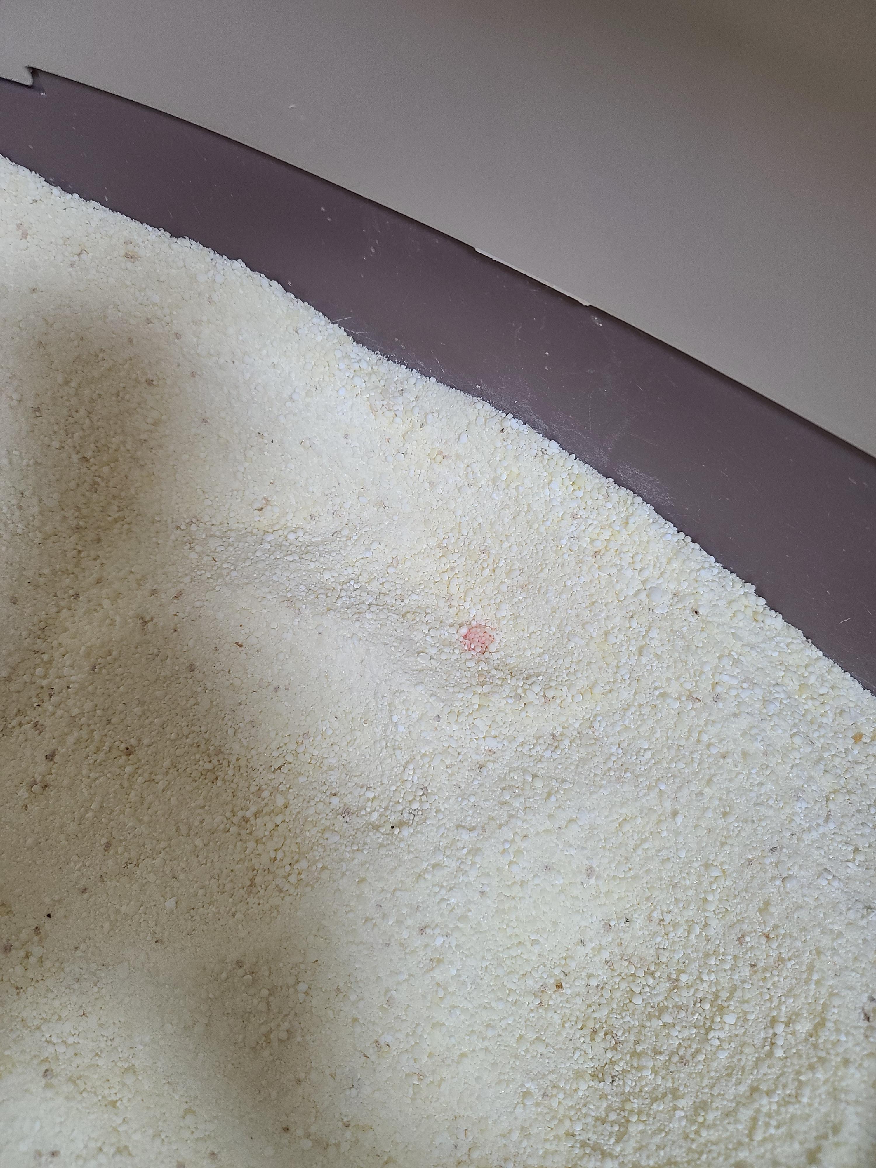 막둥이 삐용이의 방광염 스토리. 내가 생각하는 막둥이 방광염의 원인. 고양이 방광염.