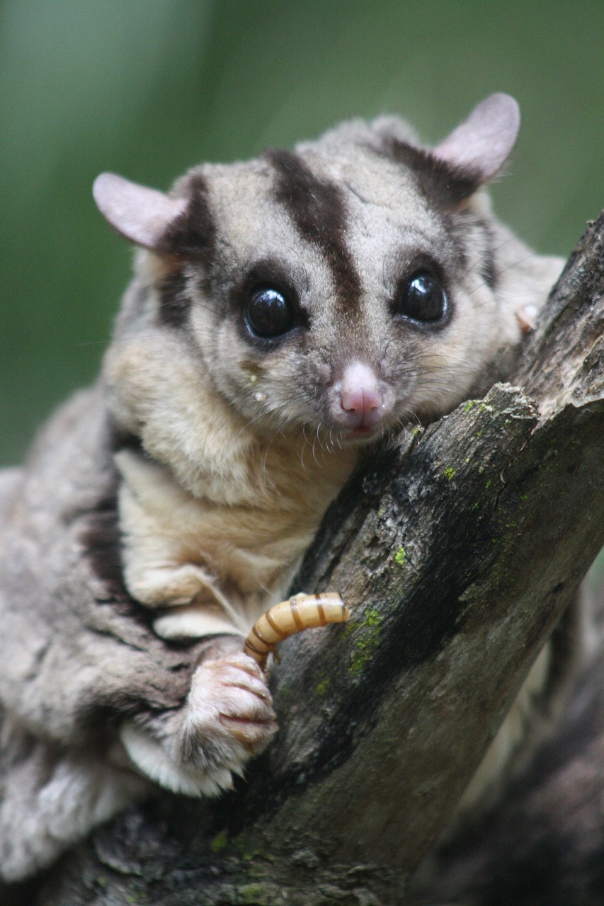 슈가글라이더 반려동물 키우기 : 입양 후 꼭 알아야 할 관리법 총정리