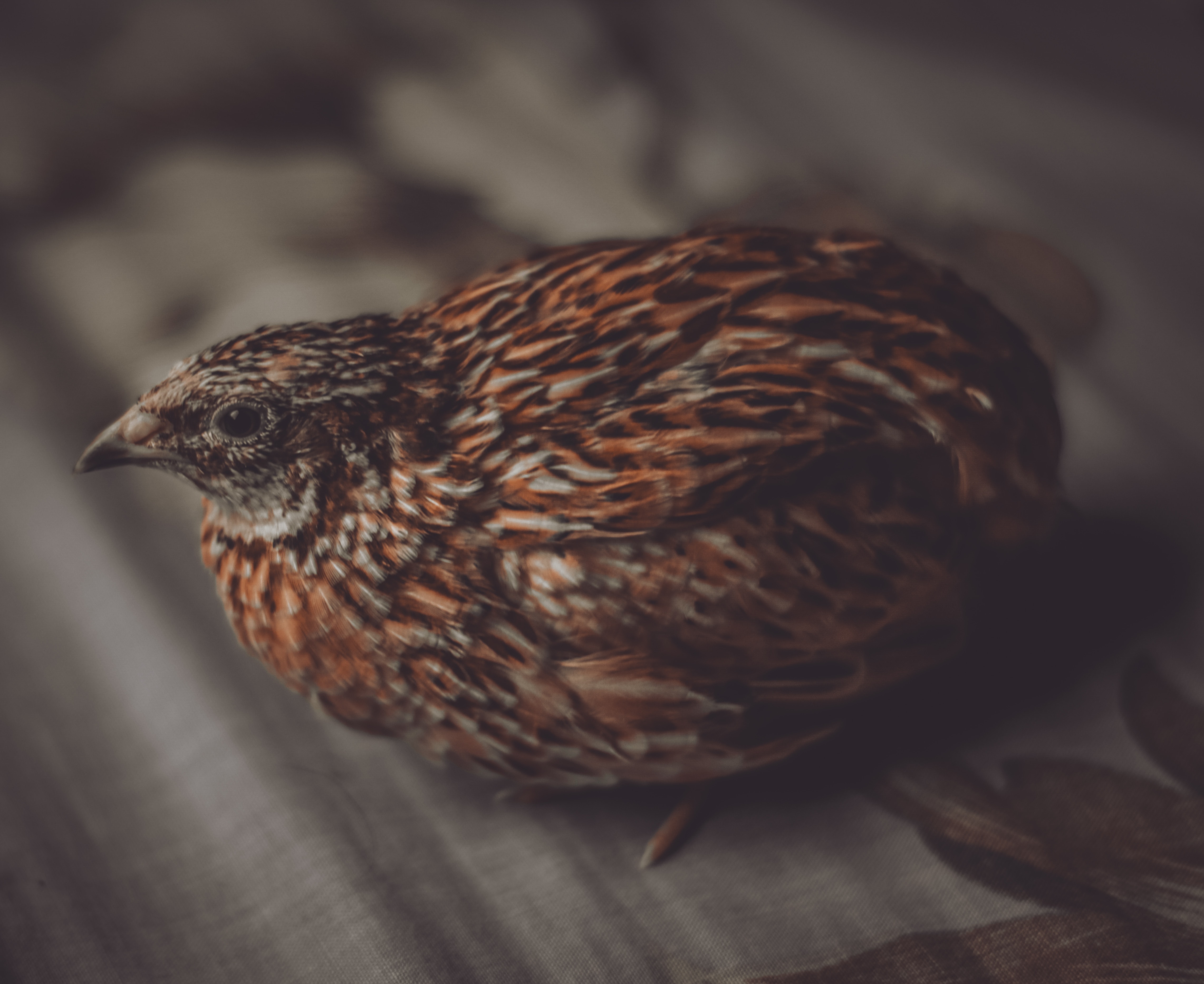 소음인에게 좋다는 메추리가 앉아 있는 사진 - 소음인(少陰人)에게 맞는 음식