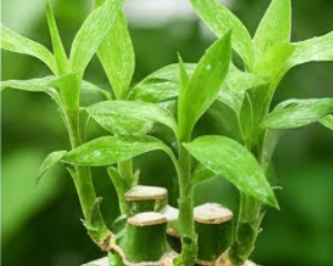 행운목 키우는 방법