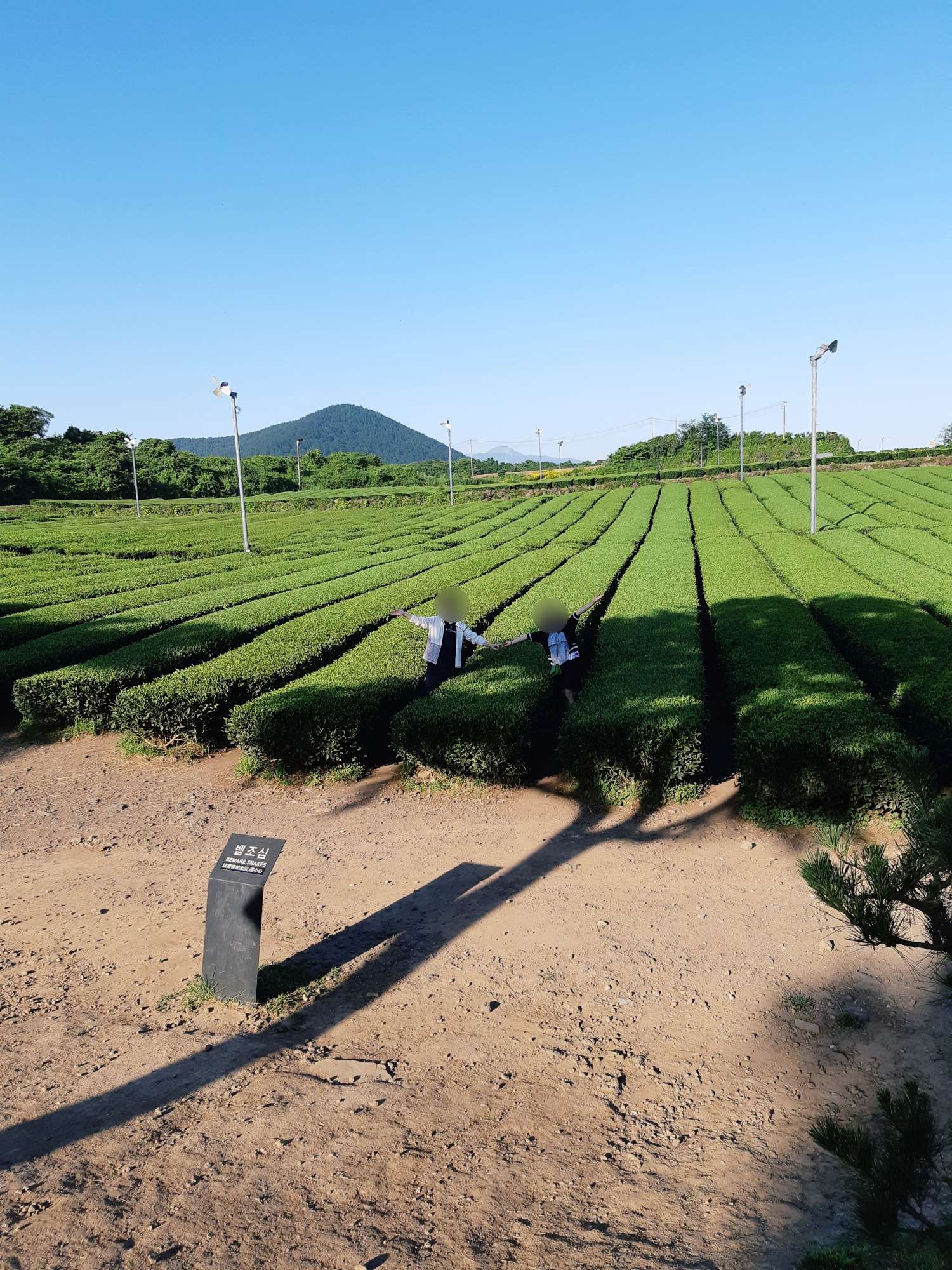 제주 녹차밭 인증샷