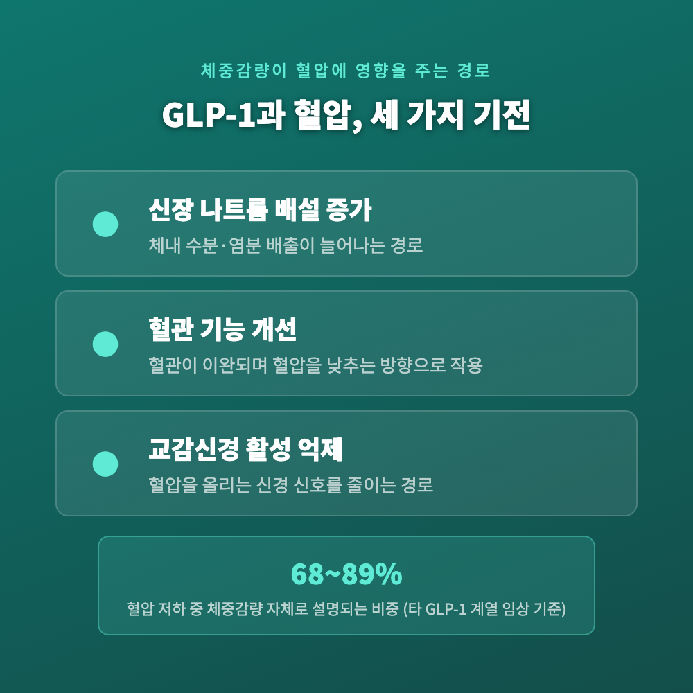 GLP-1 세마글루타이드의 혈압 저하 기전과 체중감량 대비 초기 혈압 변화 지연 가능성을 정리한 설명 카드