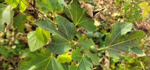 초 겨울 아직 낙엽이 다 지지 않은 무화과 나무에 초록색 익지않은 무화과가 달려있는 모습