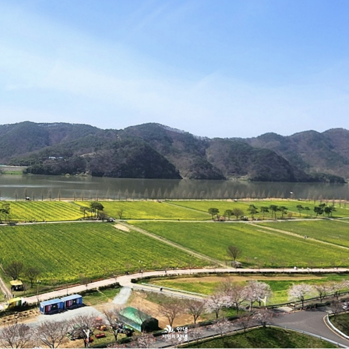 남지 유채꽃 축제 일정