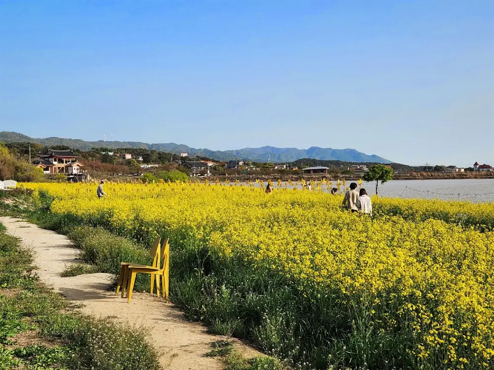 바실라 유채꽃밭