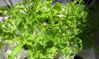 치커리 재배 쓴맛 줄이기 차광 요령 물 관리_7