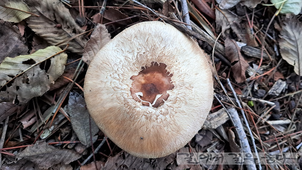 독버섯