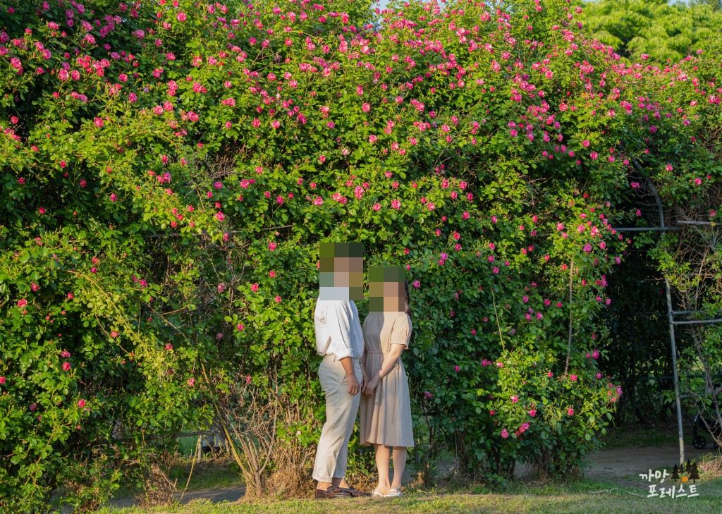 양화한강 공원 장미 스냅 사진