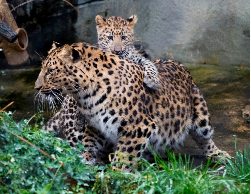 엄마와 아기 아무르표범