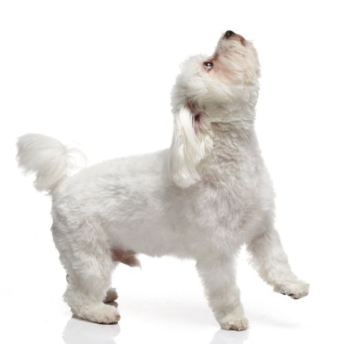 말티즈의 수명, 성격, 특징, 장단점