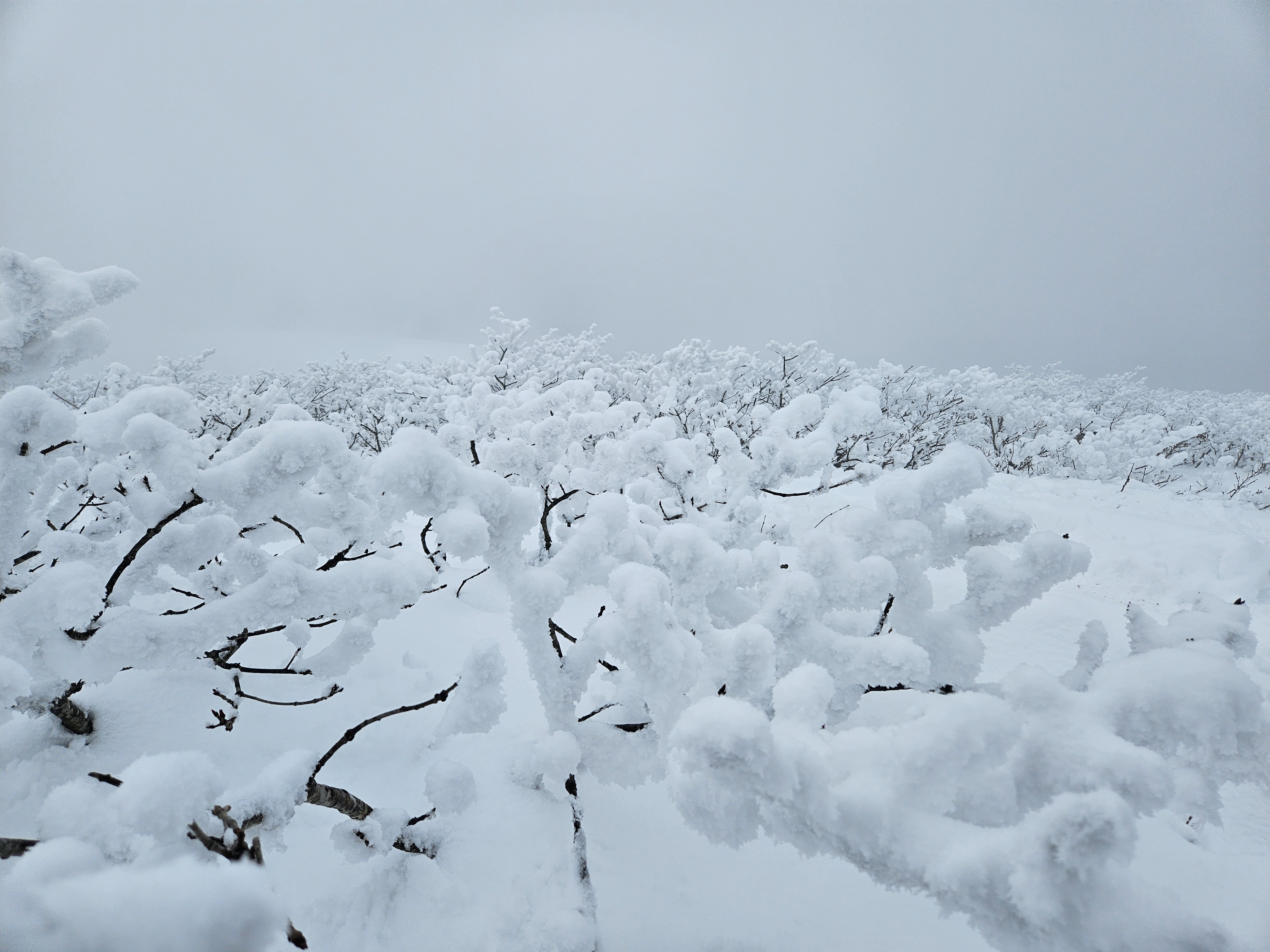 온 하얀세상 선자령