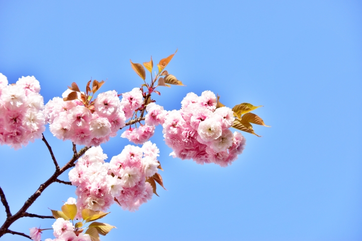 부산 민주공원 겹벚꽃