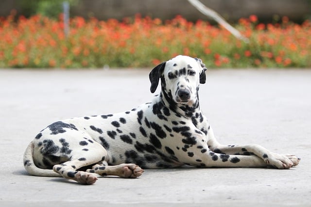 달마시안(dalmatian)