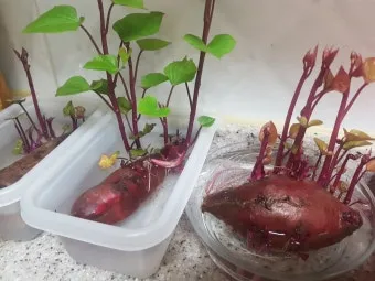 고구마 재배 파종시기 두둑 만들기 물주기 요령_4