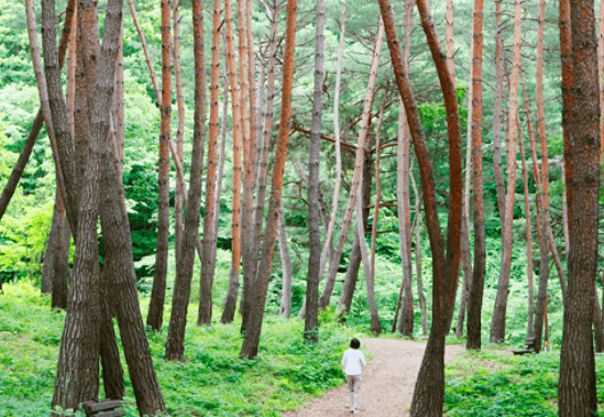 국립자연휴양림 6월부터 2자녀 가구도 최대 30% 감면 혜택