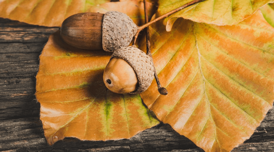 도토리 효능 - 7