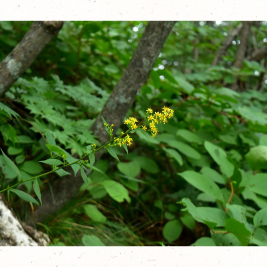 가을 햇살 속 미역취 군락지