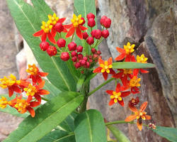 아스클레피아스(금관화) 이미지 사진