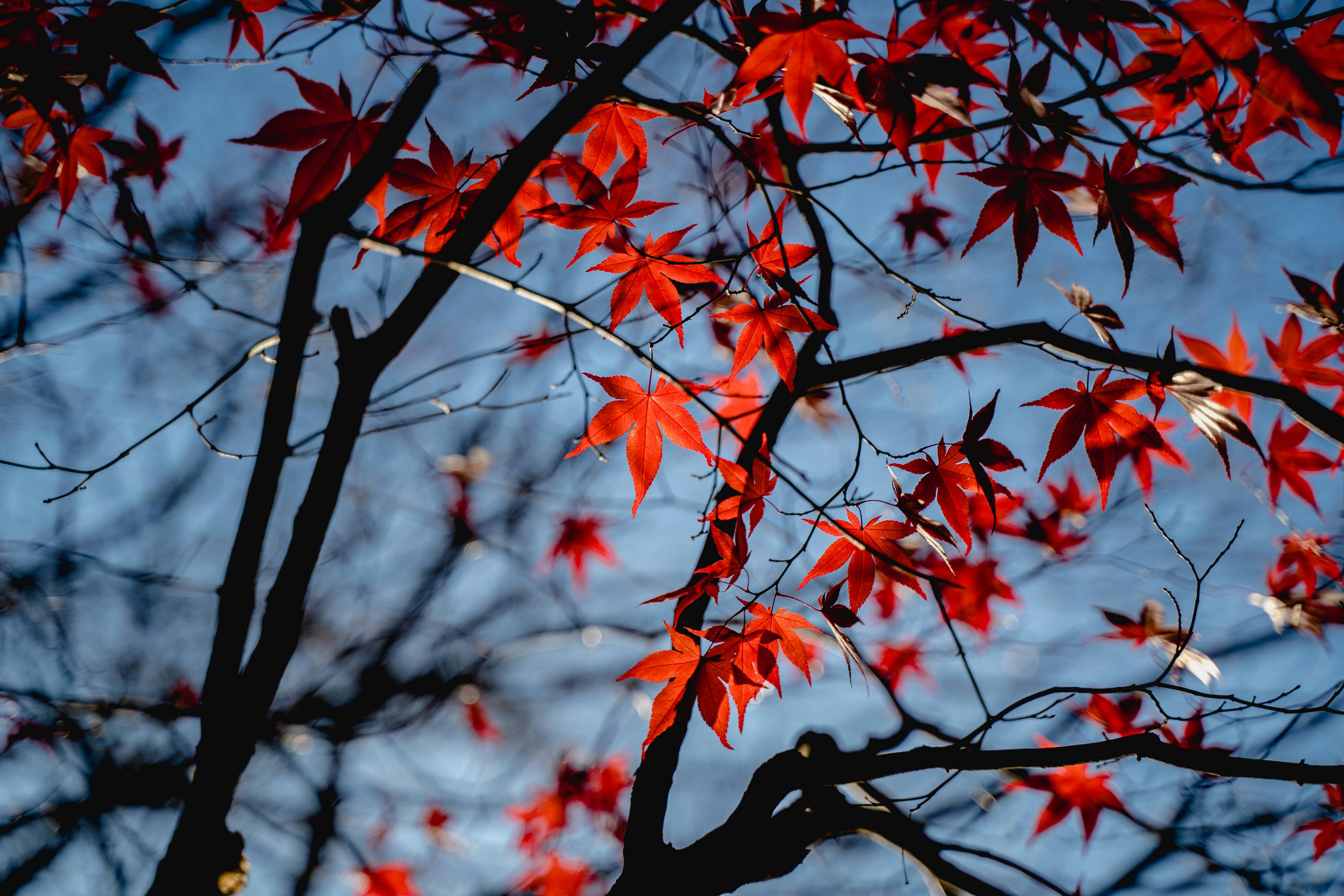 화담숲 단풍시기부터 주차&middot;숙소&middot;맛집까지｜가을여행 필수정보 총정리!