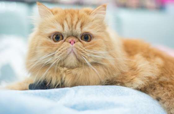 페르시아 고양이의 이미지