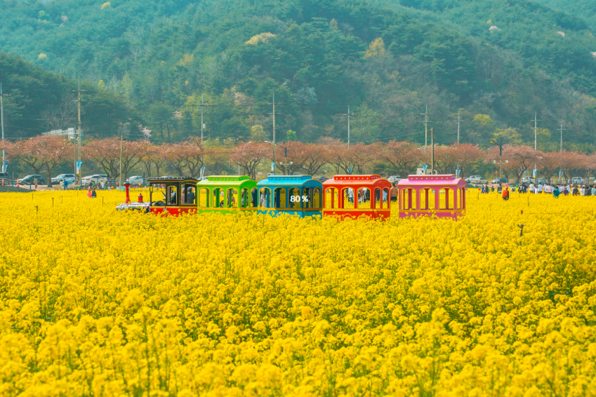 트렌드 봄 당일치기 여행지 핫플 소풍 힐링