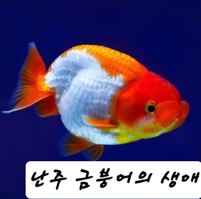 난주 금붕어 생애