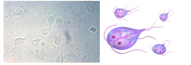 고양이 원충성 질병 근육병증 원인불명