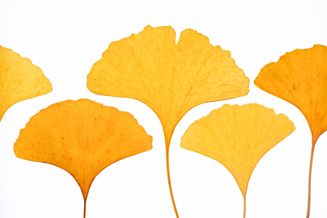 Ginkgo