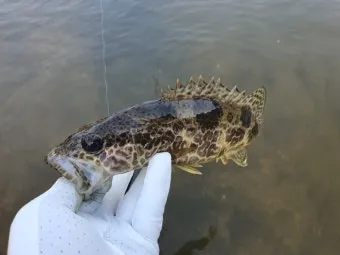 5월 쏘가리 금어기 시작 전국 금지 기간 완벽 정리와 낚시 규정_22