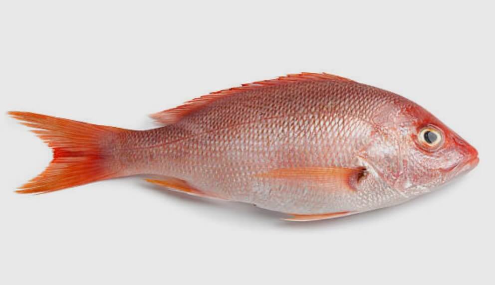 물고기 잡는 꿈