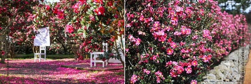 제주 겨울 동백꽃 명소 TOP 5 &amp; 여행 팁 (2026 겨울&middot;초봄)