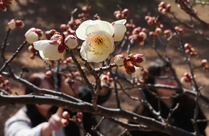 2025년도 꽃샘 추위 전망