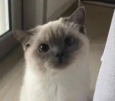  반려동물 등록번호